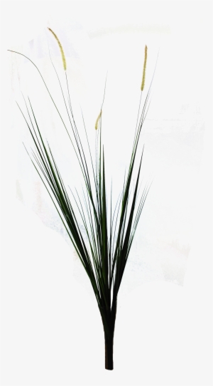 Palm-grass #1575056