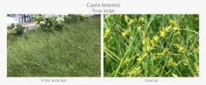 Click Here To See Our Full Carex Collection And Here #1575059