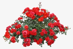 Tubes Trees / Shrubs / Foliage - Red Rose Bush Png #1577753