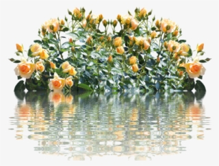 Roses,rose - Roses Bush Png #1578042