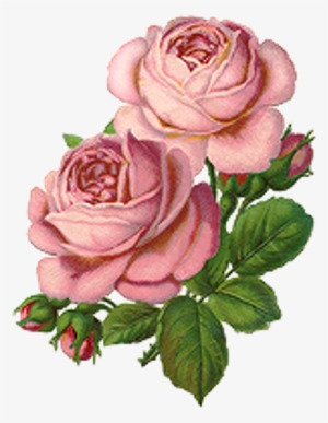 Flowers Roses Rose Plants Plant Flower Drawing Freetoed #1578219 Flowers Roses Rose Plants Plant Flower Drawing Freetoed #1578219