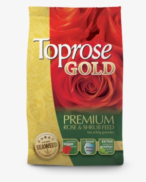 Next - Rose #1578247