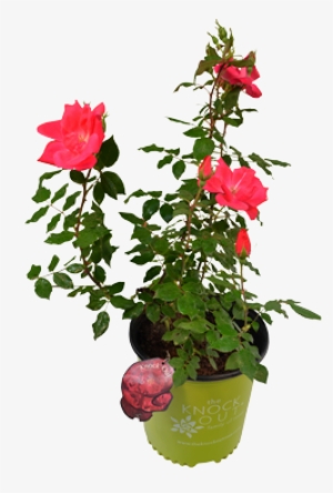 #2 Red Knock Out Rose Bush - Red Knock Out Rose Bush #1578289
