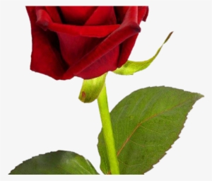 Rose Bush Clipart Simple Rose - Good Morning Single Rose #1579075