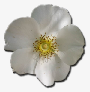 Daryl's Cherokee Rose - Rosa Laevigata #1579266