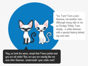 About Foreign White - Red Eye Albino Cat #1579938