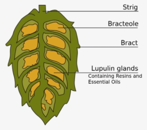 Cross Section Of A Hop Cone - Hops Used #1580203