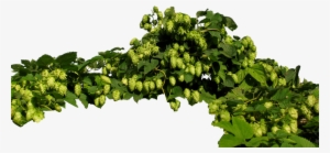 Transparent Hops #1580262