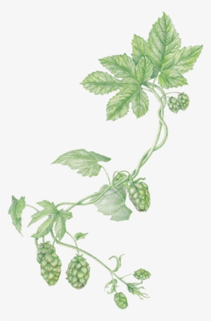 Hops - Transparent Hops #1580324 Hops - Transparent Hops #1580324