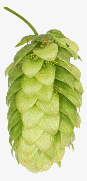 Seedless Fruit #1580687