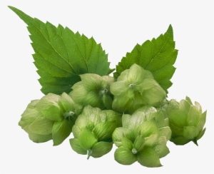 Hops 4550 Dark - Common Hop #1581523