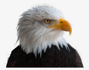 Bald Eagles, Adler, Bald Eagle, Bird, Raptor, Bill - Png Transparent Eagle Png #1581813