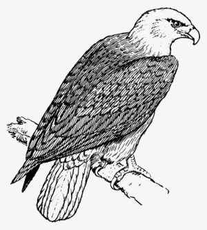 Eagle Head Clip Art Download - Coloring Pictures Of Eagle #1582247