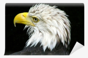 Bald Eagle #1582453 Bald Eagle #1582453