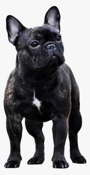 Welcome To - Black French Bulldog Png #1583167