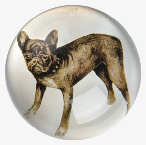 French Bulldog #1583340