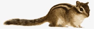 Tree Squirrel Siberian Chipmunk Computer Icons - Real Chipmunk Clipart #1583905