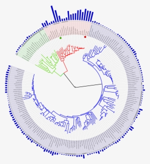 Tree Of Life With Genome Size - Cladistic Tree Of Life #1583998