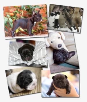 Vixbull French Bulldog Puppies - French Bulldog #1584016