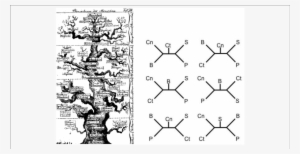 One Of The First Evolutionary Scenarios For The Animal - Darwin And The Emergence Of Evolutionary Theories #1584347