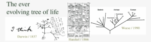 , Haeckel (1866), And Woese (1990)) - Darwin Tree Of Life #1584680