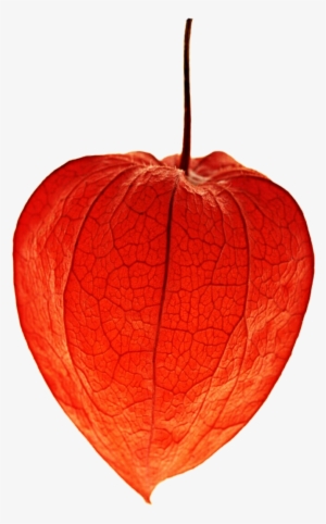 Freeuse Stock Chinese Lantern Clipart - Chinese Lantern Flower Png #1584940