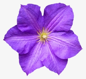 Flower Petal - Flower #1586893