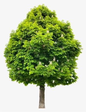 Horse Chestnut Tree #1587389 Horse Chestnut Tree #1587389