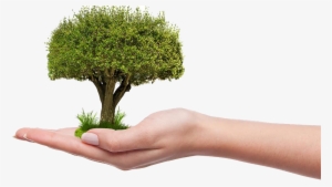 Save Tree Png Hd - Plant A Tree Png #1587586