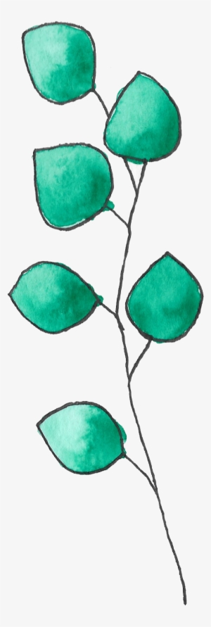 Eucalyptus - Sketch - Free Transparent PNG Download - PNGkey