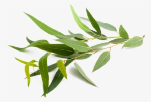 Eucalyptus Essential Oil Graphic Library - Eucalyptus Png #1588552