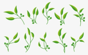 Eucalyptus Vector - Gum Trees #1588604