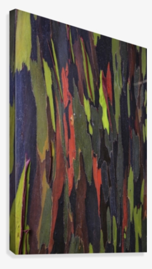Bark Of The Rainbow Eucalyptus - Bark Of The Rainbow Eucalyptus (eucalyptus Deglupta) #1588633