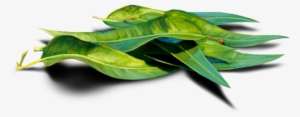 Eucalyptus - Learning #1588685