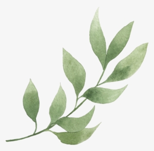 Element28 - Bay Laurel #1588688 Element28 - Bay Laurel #1588688