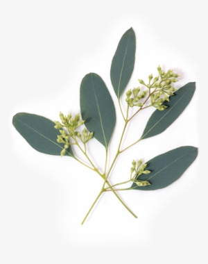 Eucalyptus Plant Png #1588737