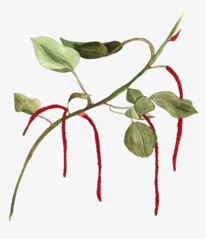 Available In Shop - Illustration #1588739