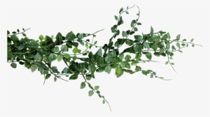 Eucalyptus Garland Png - Eucalyptus Garland Transparent Png #1588788