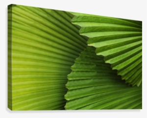 Palm Leaves And Fronds At The Singapore Zoo #1588934 Palm Leaves And Fronds At The Singapore Zoo #1588934