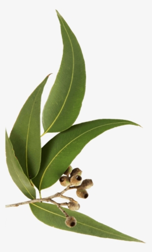 Huile Essentielle D'eucalyptus Globulus #1589067