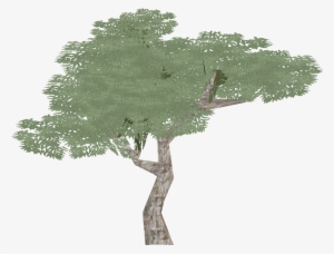 Eucalyptus 2 - Wiki #1589092