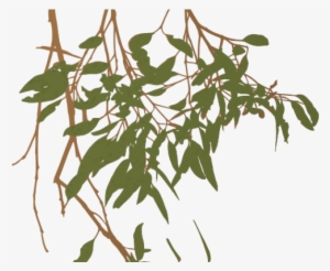 Eucalyptus Clipart Gum Tree - Gum Tree Branch Clip Art #1589382
