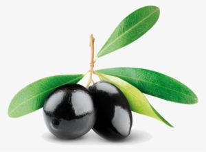 Extra Virgin Oil Pomace Greek Farm Oilolive - Aphrodite Cosmetics #1589496