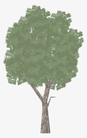 Eucalyptus - Mexican Pinyon #1589640