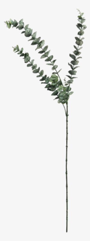 Eucalyptus Leaf Blue Stem 83cm - Gum Trees #1589728