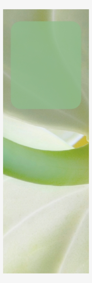 Practice Hours - Ensete #1592099