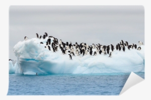 Adult Adele Penguins Grouped On Iceberg Wall Mural - Penguin On An Iceberg #1595076