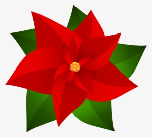 7 Poinsettia Transparent For Free Download On Mbtskoudsalg #1595077 7 Poinsettia Transparent For Free Download On Mbtskoudsalg #1595077
