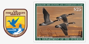 2017 Federal Duck Stamp Showing - Federal Duck Stamp #1598083