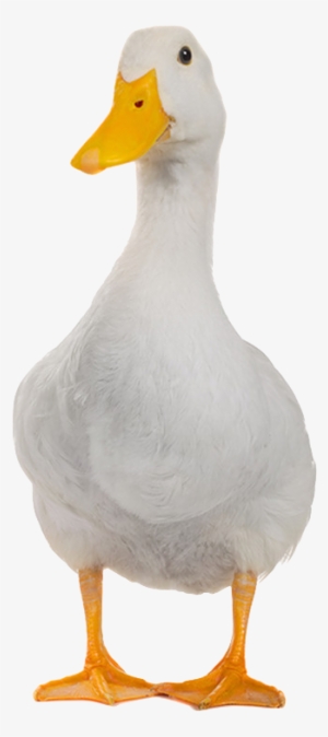 Duckhunt V3 Changelog - Rip Ricky Secret Life Of Pets #1598105